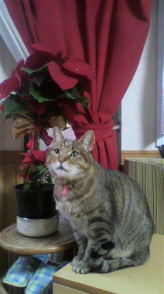 ちょっと気取って、メリークリスマス。何年も前からここにいるみたいです。