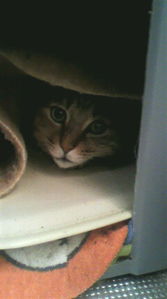 そのくせ、お外が恋しくなってテント生活。ヒーターのカバーにすっぽり入って眠ります。