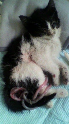 カラスに襲われ、腸を引きずり出されて死んだ子猫。育てられない命は、生ませてはいけないのです。