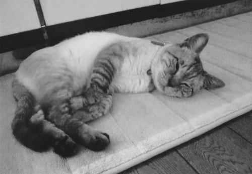 昼寝ばかりしてさっぱり役に立たない家来の「捨吉」