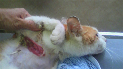 ゆるくなった首輪が脇の下に食い込みひどいケガをしていた茶々ですが、保護できて本当に良かった!
