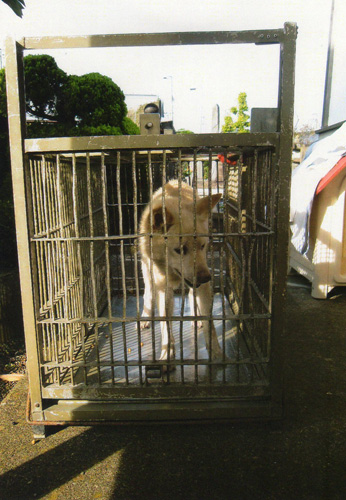 捕獲器に捕まってしまった『シロ』。鉄格子の歪みは、これまで捕えられ殺処分されていった犬たちの届かない抵抗の痕跡です。