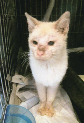 生んだ子供が次々と苦しんで死んでいった母猫。カイセンで塞がっていた目も開いたから、これからは明るい未来を見せたい。