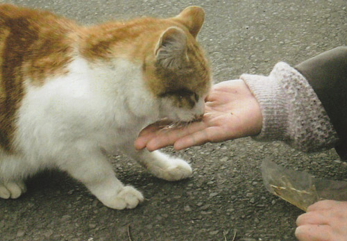 人の手から食べるよく馴れた猫がたくさんいました。