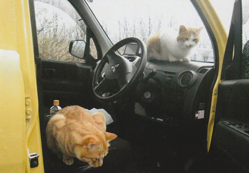 車でここに運ばれて捨てられたのでしょうか?ドアを開けていたらすぐ中に入られました。 また車に乗れれば、暖かい家に帰れると思っているのかもしれません。