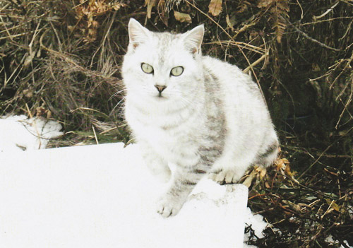 今年の春に生まれた子猫は初めての冬を迎えます。山の上はさらに雪が積もります。