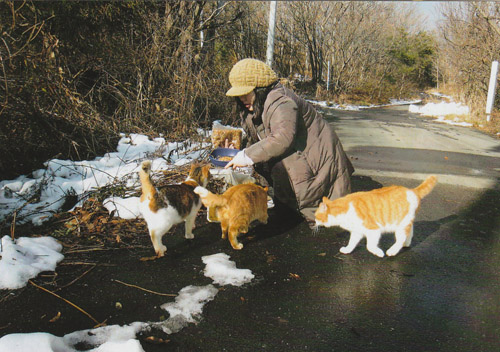車の到着を待ちかねて、あちらこちらから猫が集まって来ました。