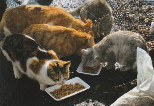 旺盛な食欲で丸々と太っている猫が多いのが救いでした。