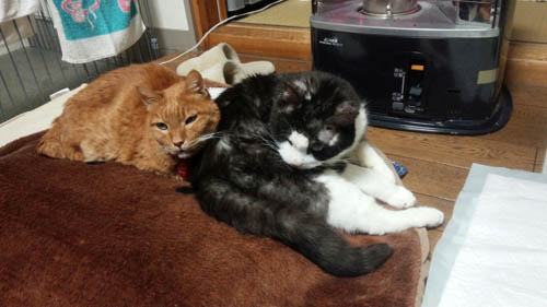 成猫で保護され十数年…、盲目の『ミミオ』と三本脚の『ダン』ちゃんは一緒に年を取ってきました。