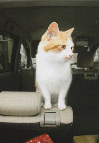 車から出すのが心痛みました。「もうすぐきっと迎えに来るからねー。」
