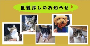 里親探しのお知らせ