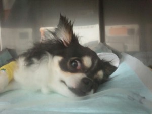 激しいケイレンを起こし、病院に運ばれた日。酸素室の中で、生死の境をさ迷っていた。