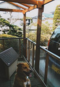 加藤さんが作ってくれた立派な犬舎で自由闊達に暮らすバロン