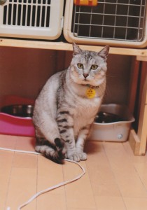 『どんぶく』 栄養と愛情を摂って、もうどんぶくを着ていなくても、着ているような体格になりました。