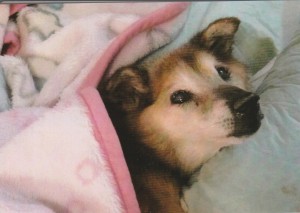 「お母さん、どこ？」と顔を上げて探すクマ。 「ここに居るから大丈夫。」