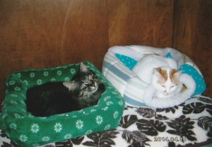 皮膚病もなく、人なれしている猫達はケージから出されて、家猫らしい暮らしをしている。 「早くみんなを出してやりたいな～」。
