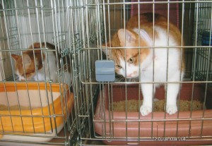 山で自由な生活をしていた猫達は窮屈なケージに入れられているが、お利口さんにしている。