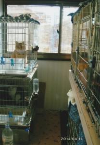 家の裏に建てた猫小屋内部。棚を付けて、上下にケージが並んでいる。