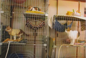 《山猫トリオ》は食欲旺盛。 お食事タイムは台所から目を離しません。 真菌性皮膚病が完治するまで、ケージ生活です。