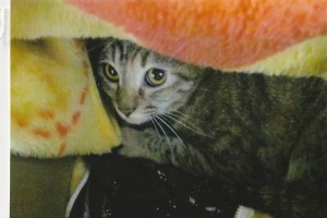 「そんなに見つめちゃいや～ん」。 ケージの中の段ボールの中がモモの安全地帯。