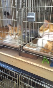 皮膚病がなかなか治らない猫達。暑いのに首巻きをされて気の毒になる。