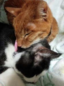 同じ年に、どちらも成猫で拾われてから15年来、ずっと親友の団蔵とミミオ。