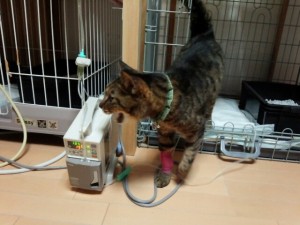 寄付金で購入した自動点滴機のおかげで、腎臓病の悪化から命を落としかけたテイガが持ち直した。
