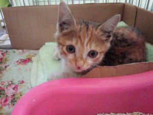 3日後、トロントが動き出す。このころはまだ全盲だが、今は片目が見え、ケージ内を駆け回っている。