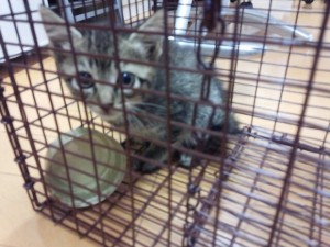 捕獲器に入った子猫。おいしい缶詰めで次々5匹が捕まった。