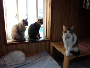 震災後、飼い主と別れた猫が集まって来た。向かって右からゆい、うるた、どんぶく、下がちゃーちゃ。