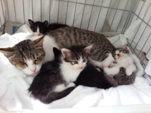 片穂と5匹の子猫たち。みんな女の子。母乳を飲んですくすく育って、里親募集中！