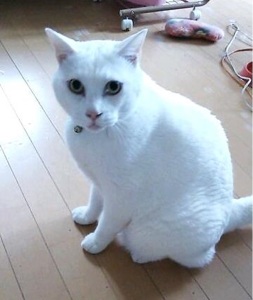 井上シモンちゃん