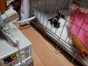 やっと家に戻ると、『くまごろう』はすでに息絶えていた。