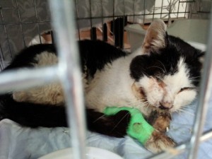 女川から運ばれて来た猫。数日前から見ながら放置されていた。