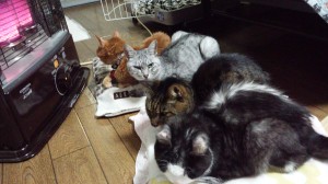 暖房にかじりついている老猫たち