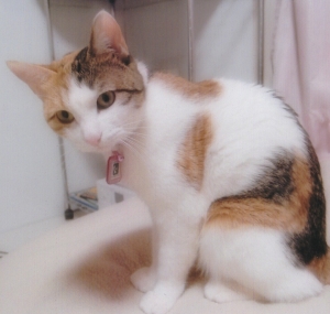 唯