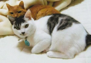穏やかなお利口さん同士、団蔵とも仲良しだった。