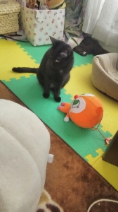 我が家に帰って見慣れた景色に安堵するクロちゃん。