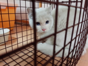 逃走から18日後、やっと捕獲器に入ってくれたロロちゃん。