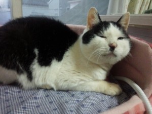 行き倒れて死にかけたところを刺身で復活した『ポパイ』も、すっかり福々しくなりました。