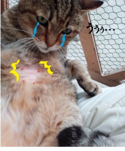 うそ①